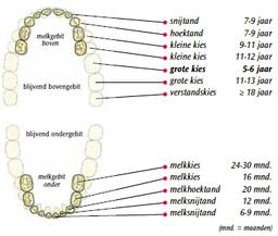 Beperking Oprechtheid Zenuwinzinking Het melkgebit - C. Filius Tandarts.zzp